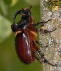 Oryctes nasicornis