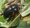 Pentodon bidens