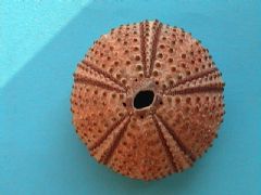 Arbacioida