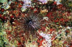 Diadematoida