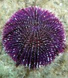 Echinoidea