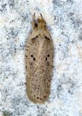 Agonopterix yeatiana