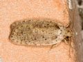 Agonopterix heracliana (cfr.)