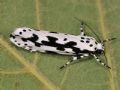 Ethmia pusiella