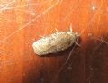 Agonopterix purpurea (cfr.)