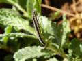 Ethmia cf. bipunctella