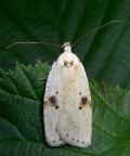 Agonopterix petasitis