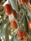 Elaeagnus angustifolia