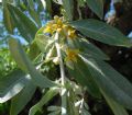 Elaeagnus angustifolia