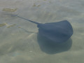Elasmobranchii