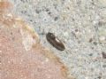 Adrastus sp.
