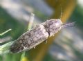 Actenicerus siaelandicus