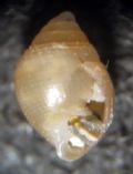 Ovatella firmini