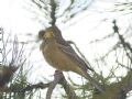 Emberiza hortulana