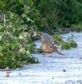 Emberiza caesia