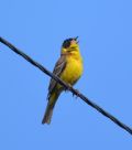 Emberiza melanocephala