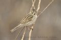 Emberiza schoeniclus