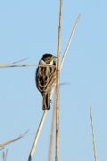 Emberiza schoeniclus