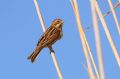 Emberiza schoeniclus