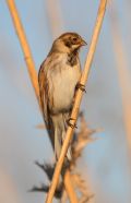 Emberiza schoeniclus