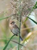 Emberiza schoeniclus