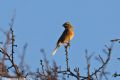 Emberiza cirlus