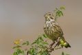 Emberiza calandra