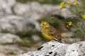 Emberiza citrinella