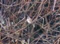 Emberiza leucocephalos