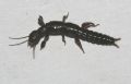 Embia sp.