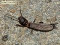 Embia cfr tyrrhenica