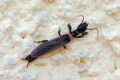Embiidae