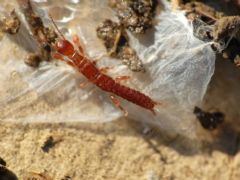 Oligotomidae
