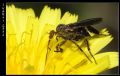 Empis pennipes