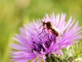 Empis (Xathempis) testacea