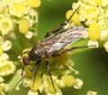 Empis pennipes