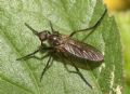 Empis albopilosa