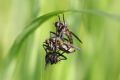 Empis sp.