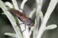 Rhamphomyia sp.