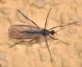 Rhamphomyia variabilis (cfr.)