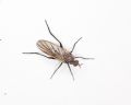 Rhamphomyia sulcata