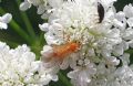 Empis lutea