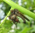 Empis (Euempis) tessellata