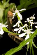 Empis (Xanthempis) stercorea