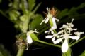 Empis (Xanhtempis) punctata