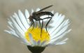 Empis sp.