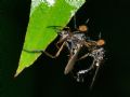Rhamphomyia sp.