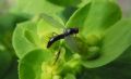 Empis nigritarsis