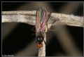 Empis sp.
