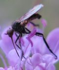 Empis (Euempis) tessellata